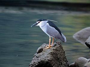 Image006