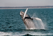 Whale